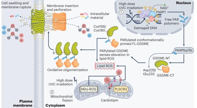 Cleavage-independent GSDME activation by UVC