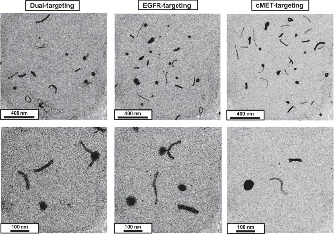 Correction: Dual-targeted NIS polyplexes—a theranostic strategy toward tumors with heterogeneous receptor expression