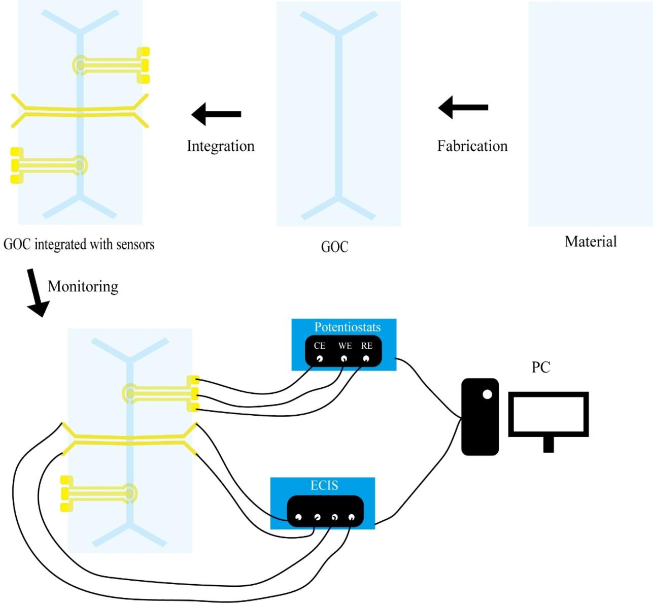 Gut-on-chip with integrated sensors: Enables in-situ monitoring and real-time evaluation of the chip