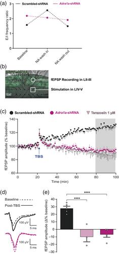 The astrocyte α1A-adrenoreceptor is a key component of the neuromodulatory system in mouse visual cortex