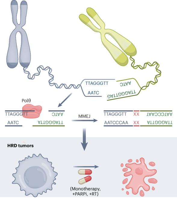 Obscure DNA sequences unveil a new cancer target