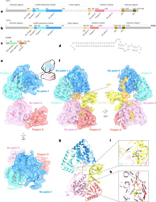 Structural basis for activity switching in polymerases determining the fate of let-7 pre-miRNAs