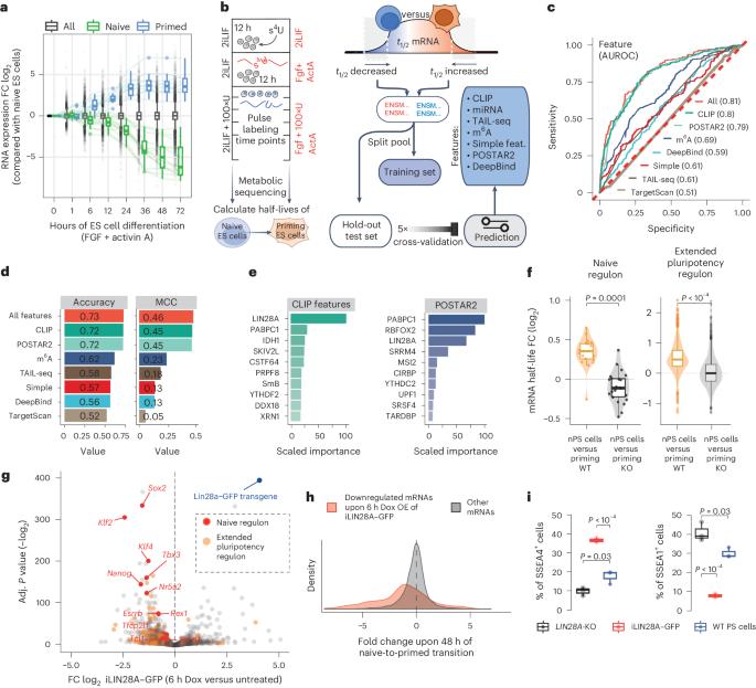 Poised PABP–RNA hubs implement signal-dependent mRNA decay in development