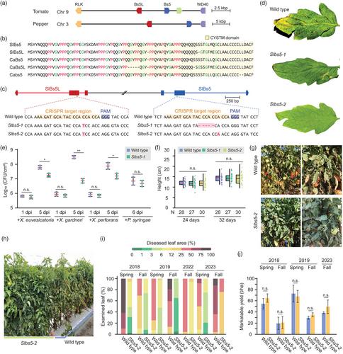 CRISPR/Cas9-mediated editing of Bs5 and Bs5L in tomato leads to resistance against Xanthomonas