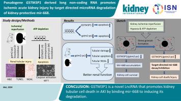 Pseudogene GSTM3P1 derived long non-coding RNA promotes ischemic acute kidney injury by target directed microRNA degradation of kidney-protective mir-668