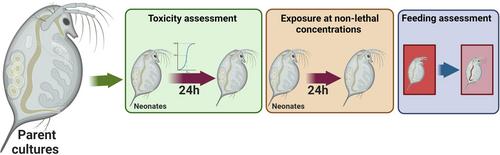 A Novel Method for the Assessment of Feeding Rate as a Phenotypic Endpoint for the Impact of Pollutants in Daphnids