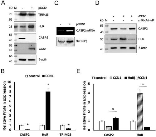 Cellular communication network 1 promotes CASP2 mRNA expression but suppresses its protein translation in esophageal adenocarcinoma