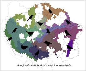 Patterns of endemism in Amazonian floodplain birds