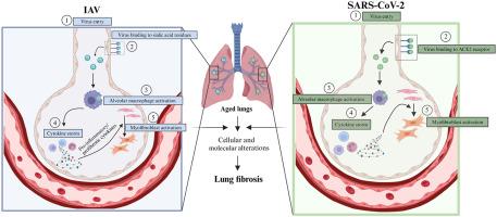 Influenza, SARS-CoV-2, and Their Impact on Chronic Lung Diseases and Fibrosis