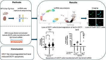 Single-Nucleus RNA Sequencing Reveals Loss of Distal Convoluted Tubule 1 Renal Tubules in HIV Viral Protein R Transgenic Mice