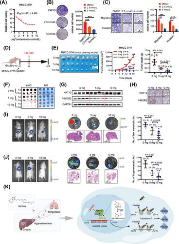 Targeting N4-acetylcytidine suppresses hepatocellular carcinoma progression by repressing eEF2-mediated HMGB2 mRNA translation