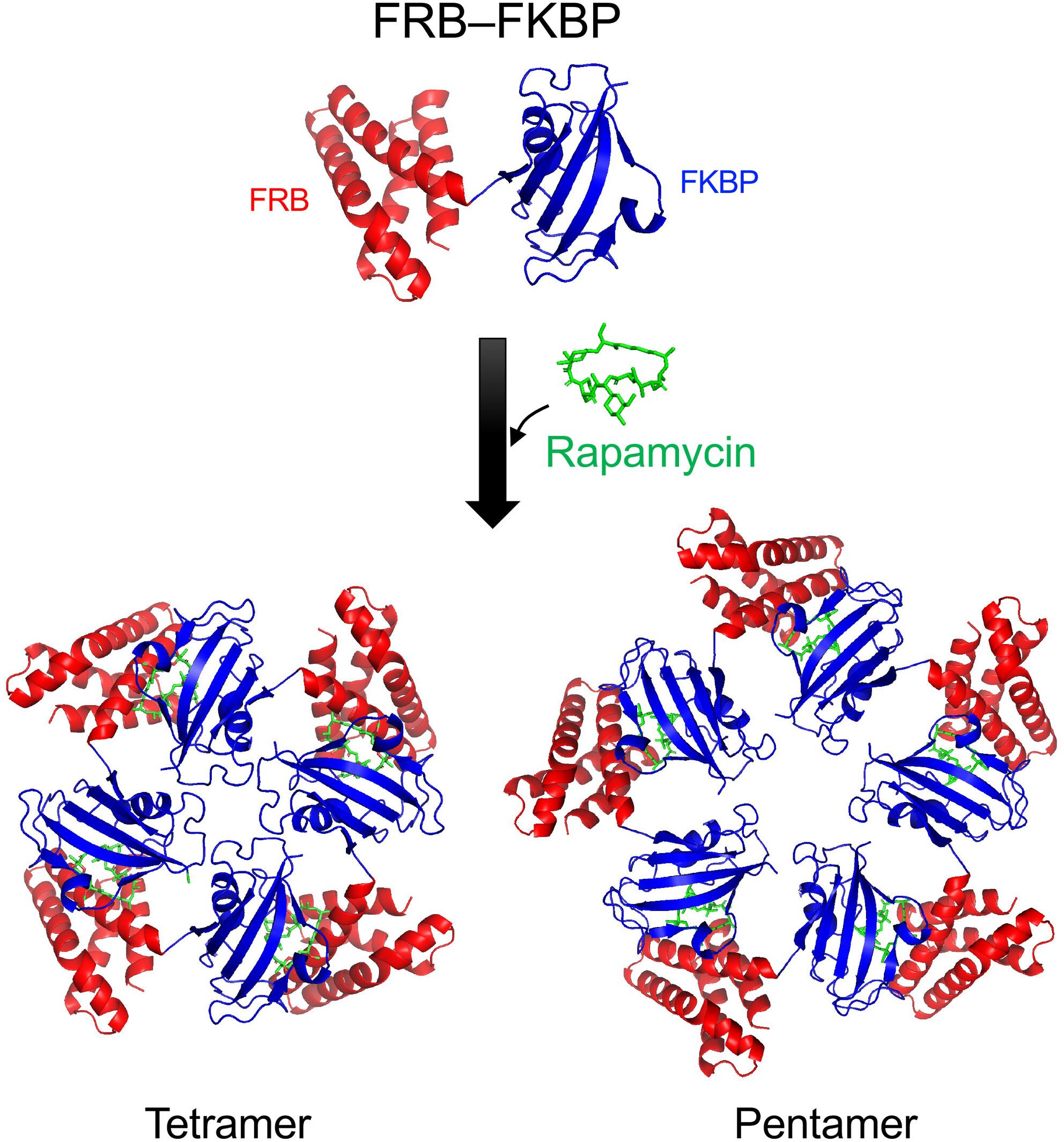 Structural insights into rapamycin-induced oligomerization of a FRB–FKBP fusion protein