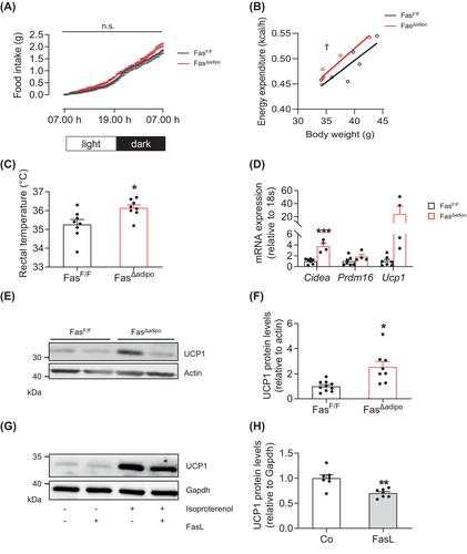 Fas (CD95) expression in adipocytes contributes to diet-induced obesity