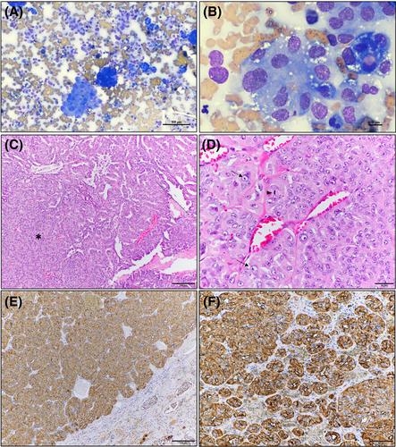 Elevated serum gamma-glutamyltransferase activity and immunohistochemistry in two dogs with renal carcinoma