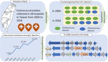 Clonal expansion of Tn1546-like transposon-carrying vancomycin-resistant Enterococcus faecium, a nationwide study in Taiwan, 2004-2018