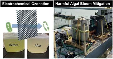 Emerging investigator series: mitigation of harmful algal blooms by electrochemical ozonation: from bench-scale studies to field applications†