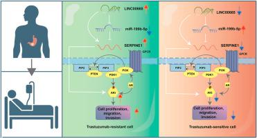 Targeting LINC00665/miR-199b-5p/SERPINE1 axis to inhibit trastuzumab resistance and tumorigenesis of gastric cancer via PI3K/AKt pathway
