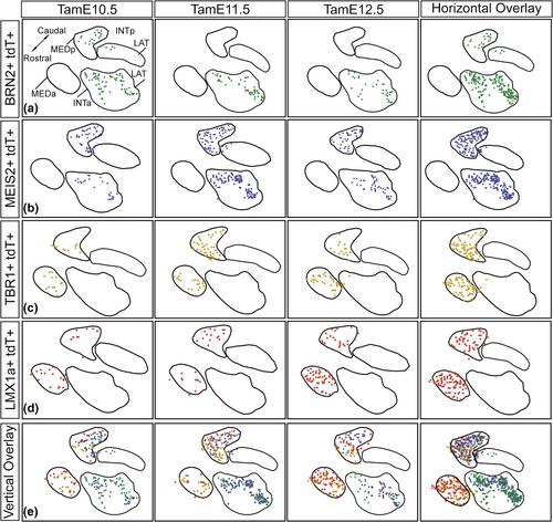 A spatial–temporal map of glutamatergic neurogenesis in the murine embryonic cerebellar nuclei uncovers a high degree of cellular heterogeneity