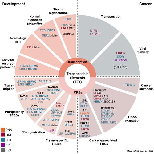 Transposable elements as drivers of dedifferentiation: Connections between enhancers in embryonic stem cells, placenta, and cancer