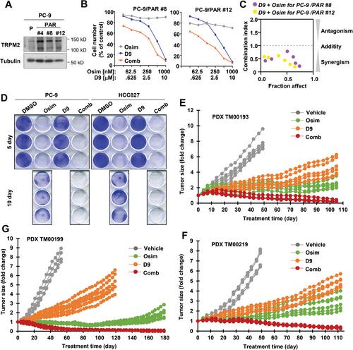 Targeting Transient Receptor Potential Melastatin-2 (TRPM2) Enhances Therapeutic Efficacy of Third Generation EGFR Inhibitors against EGFR Mutant Lung Cancer