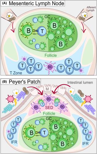 All roads lead to IgA: Mapping the many pathways of IgA induction in the gut