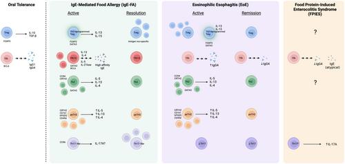 Contribution of T cell subsets to different food allergic diseases