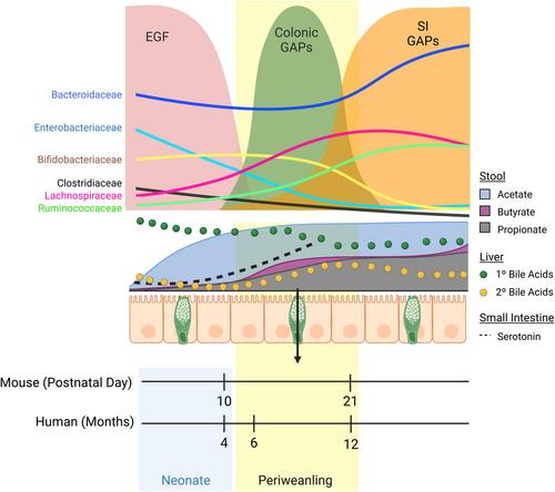 The right educational environment: Oral tolerance in early life