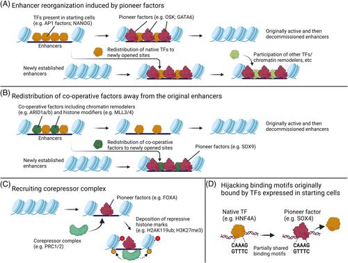 The yin and yang of pioneer transcription factors: Dual roles in repression and activation