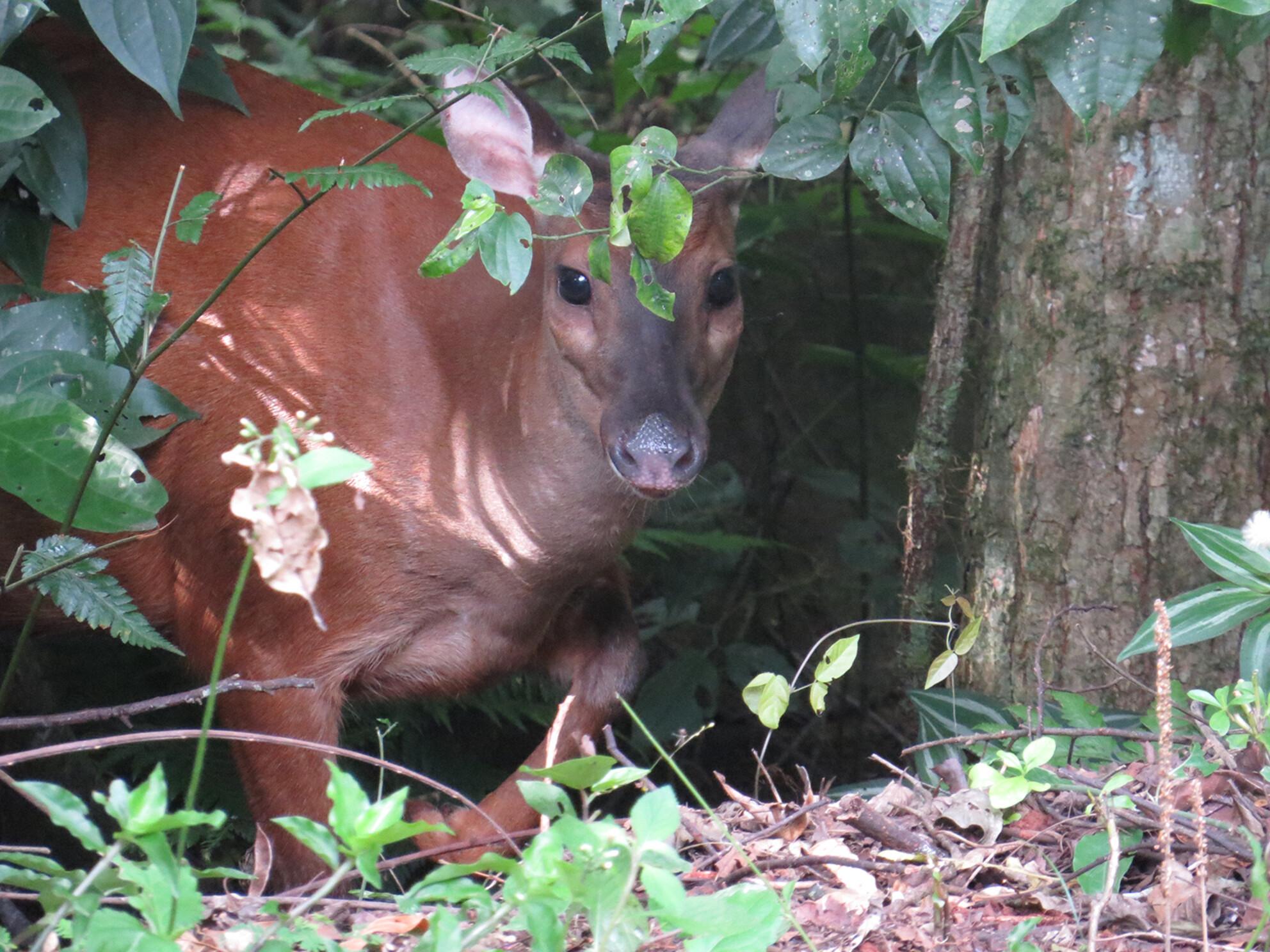 Brocket deer niche breadth and overlap: spatial similarities limit species coexistence