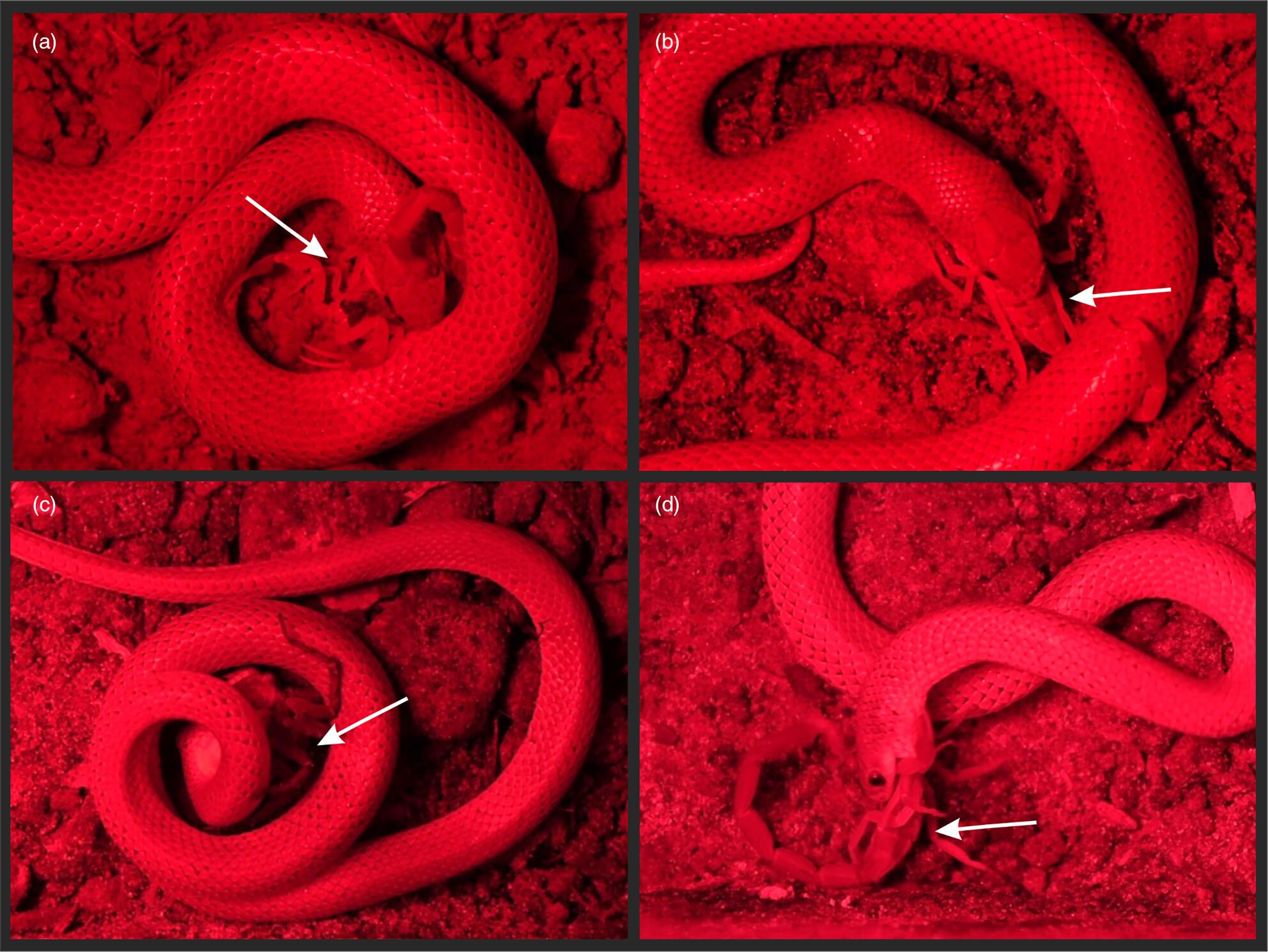 Feeding behavior varies based upon prey defenses in the ground snake (Squamata: Serpentes: Sonora episcopa)