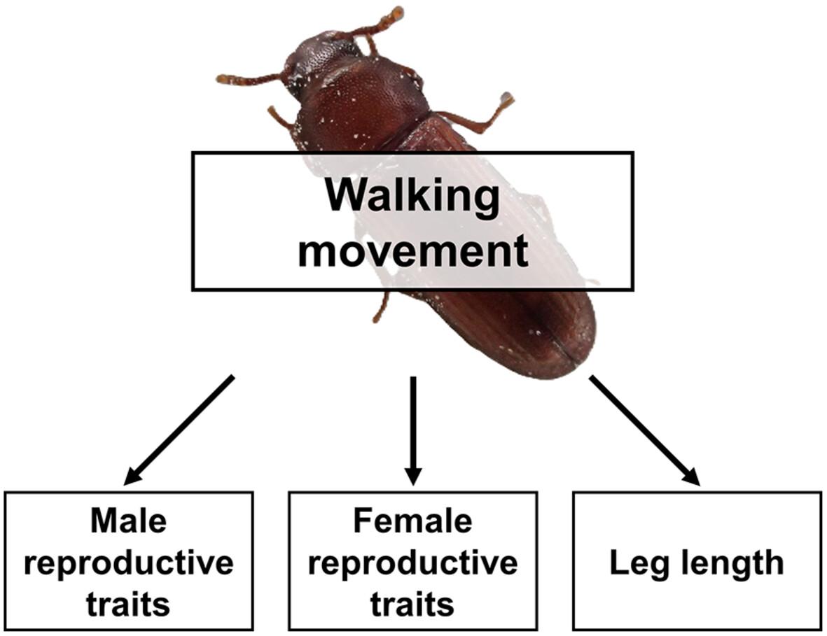 Relationship between walking movement and reproductive traits in the red flour beetle Tribolium castaneum