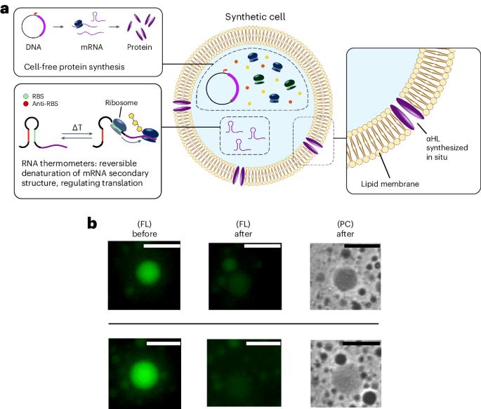 Genetically engineered synthetic cells activate cargo release upon temperature shift