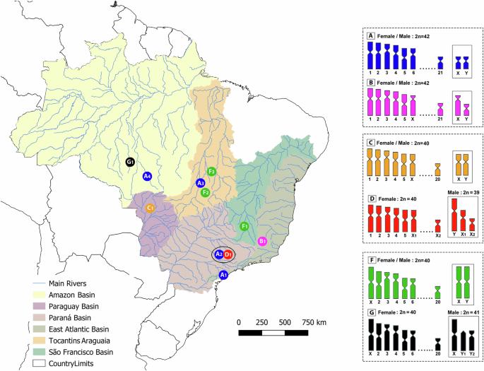 Multiple karyotype differences between populations of the Hoplias malabaricus (Teleostei; Characiformes), a species complex in the gray area of the speciation process