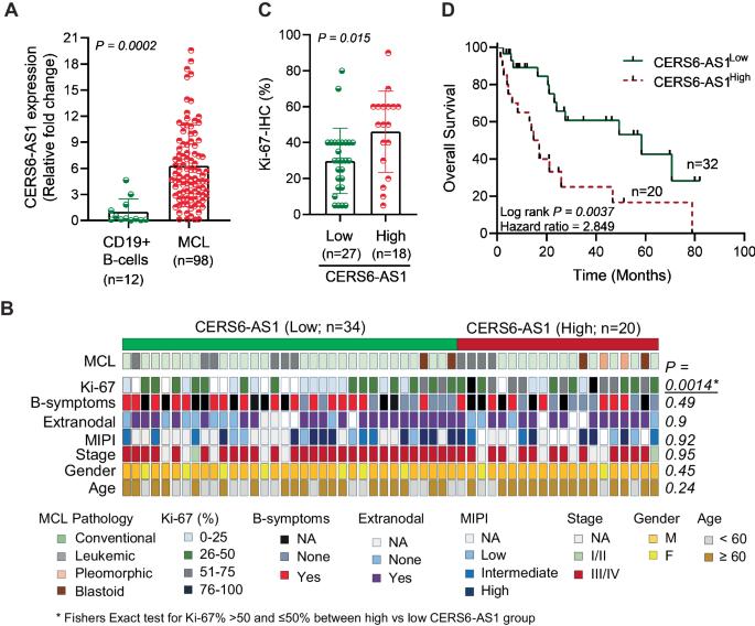 Targeting CERS6-AS1/FGFR1 axis as synthetic vulnerability to constrain stromal cells supported proliferation in Mantle cell lymphoma