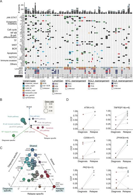 Tumor evolution analysis uncovered immune-escape related mutations in relapse of diffuse large B-cell lymphoma