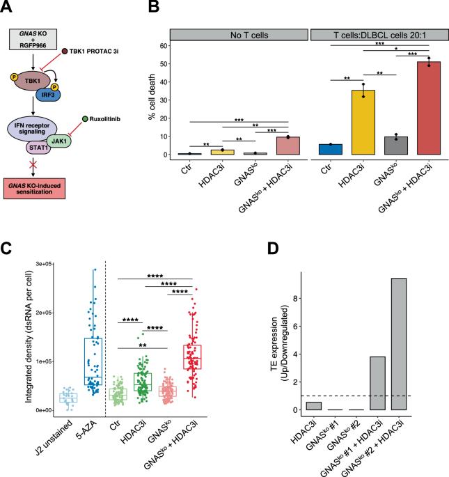 Silencing GNAS enhances HDAC3i efficacy in CREBBP wild type B cell lymphoma