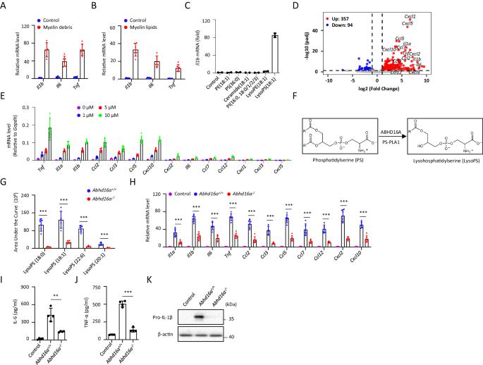 GPR34 senses demyelination to promote neuroinflammation and pathologies