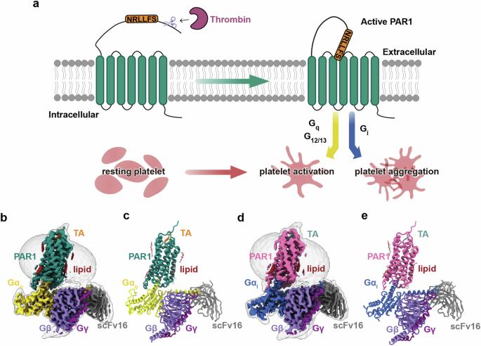 Structural basis of tethered agonism and G protein coupling of protease-activated receptors