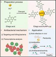 Ellagic acid-modified gold nanoparticles to combat multi-drug resistant bacterial infections in vitro and in vivo†