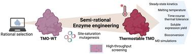 Enhancement of tryptophan 2-monooxygenase thermostability by semi-rational enzyme engineering: a strategic design to minimize experimental investigation†