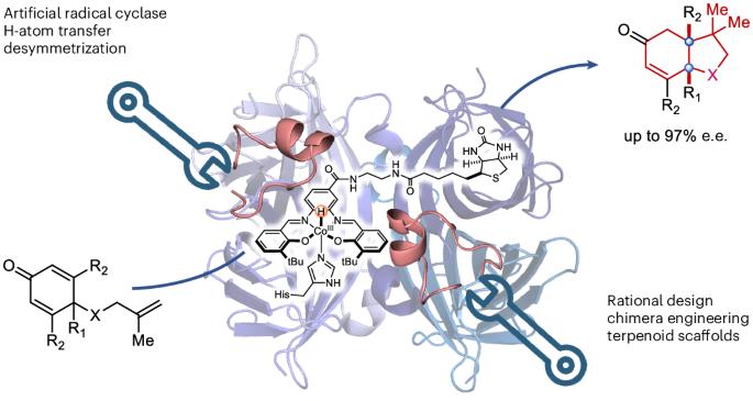 An evolved artificial radical cyclase enables the construction of bicyclic terpenoid scaffolds via an H-atom transfer pathway