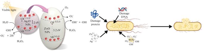 Novel Synthesis of ZnO–Ag2O Nanocomposite Crystals and Their Photocatalytic and Antibacterial Activity Evaluation