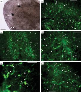 Morphometric Analysis of Serotoninergic Structures in the Nervous System of the Planarian Schmidtea mediterranea