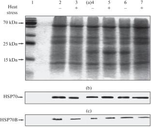 The Dynamics of Cytoplasmic HSP70 and Chloroplast HSP70B Chaperone Levels under Heat Stress Differs in Three Pumpkin Species with Different Stress Resistance