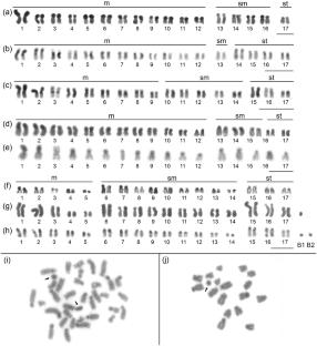 New patterns of polymorphism in the karyotypic analysis of the genus Plebeia (Hymenoptera, Apidae)