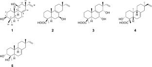 Five pimarane diterpenoids from Kaempferia champasakensis and their cytotoxic activities