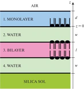 Chain-Melting Phase Transition in a Lamellar Film of Dimyristoyl-Phosphatidylserine on the Surface of a Silica Hydrosol