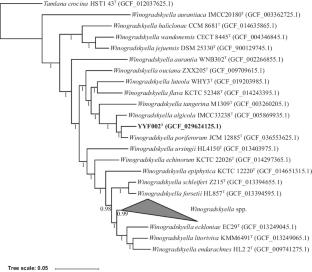 Thalassospira aquimaris sp. nov. and Winogradskyella marincola sp. nov. two marine bacteria isolated from an agar-degrading co-culture