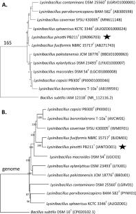 Lysinibacillus pinottii sp. nov., a novel species with anti-mosquito and anti-mollusk activity