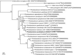 Photobacterium pectinilyticum sp. nov., a novel bacterium isolated from surface seawater of Qingdao offshore